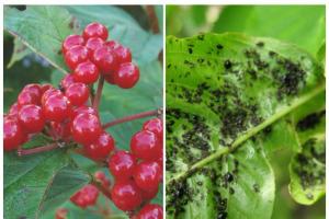 How to grow viburnum for pope