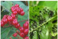 How to grow viburnum for pope