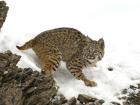 Lynx - description, types, photos, what it eats, where it lives