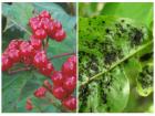 How to grow viburnum for pope