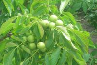 Walnuts green recipe of traditional medicine