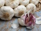 Garlic cultivation garlic care