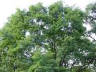 Robinia: photos and species, growing and caring for a tree