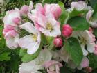 Mysterious and fantastic variety of apple trees aport