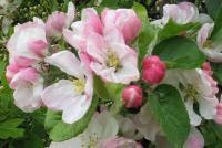 Mysterious and fantastic variety of apple trees aport