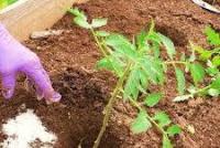 Fertilizer saltpeter: application in the garden