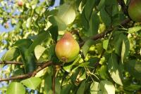 Shrub Fruit Tree Compatibility