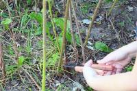 Pruning garden shrubs in autumn