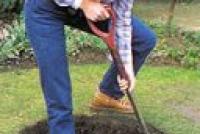 Planting tree saplings: time, saplings, preparation of planting holes, care