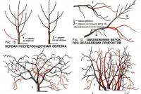 Objectives and character of pruning in different periods of the tree’s life