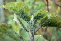 How to protect the trees from the codling moth