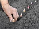 The main tricks of planting garlic for the winter to get a big harvest
