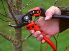 How to prune old cherry in spring scheme