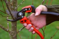 How to prune old cherry in spring scheme