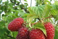 What is a repair raspberry and how to distinguish it from the usual