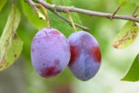 Lilac, ripe, garden - the secrets of proper plum planting in the fall