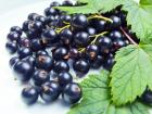 Nutritional value and chemical composition of black currant