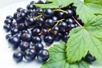 Nutritional value and chemical composition of black currant